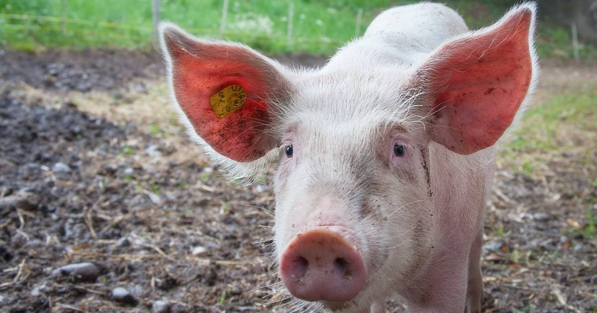 Scientists team up to tackle devastating African swine fever