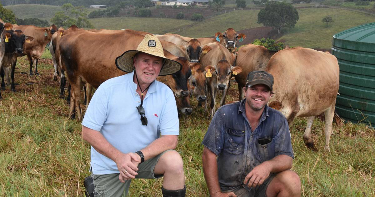 Milk to flow again at North Queensland dairy, as two farming families restore farm