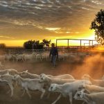 Lift for cattle at Wodonga store sale