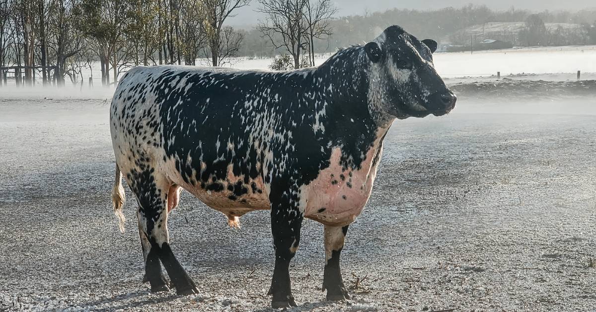 Hail storm delivers 50mm of rain and lots of damage | Queensland Country Life