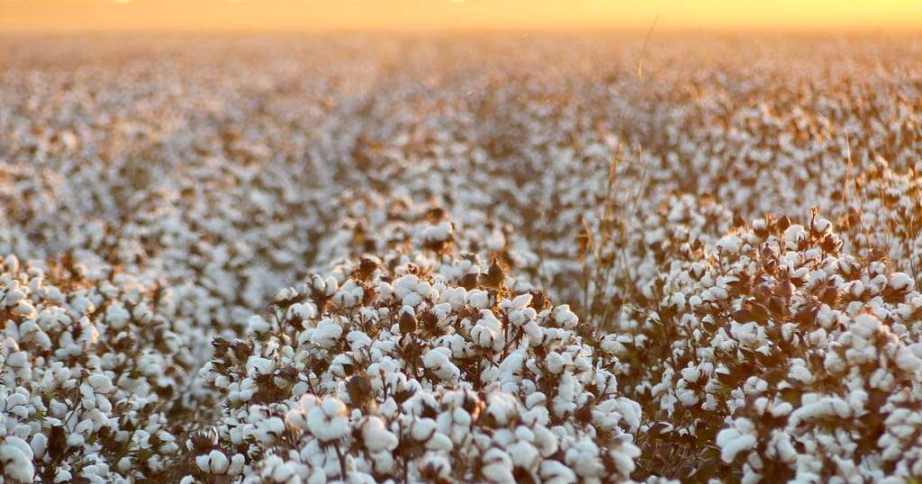 Dryland cotton planting yet to 'fire up'