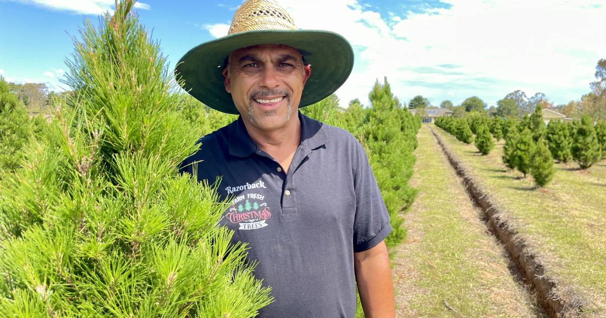 'Tis not the same season as last for pine tree growers