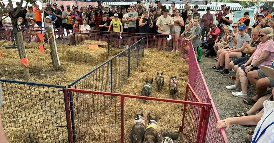 Pig races bring crowds to Darlington Point