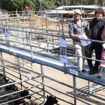 Return clients bolster BoBar Poll Dorset ram sale