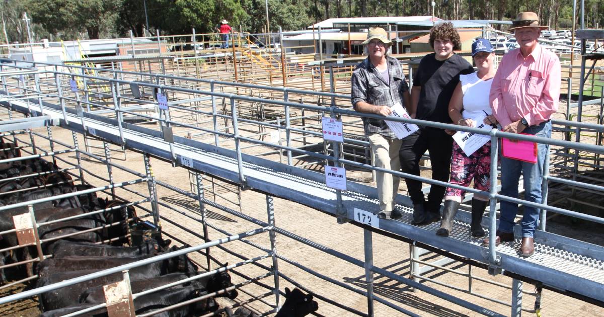 Boyanup steers make $1181 in Elders/Nutrien sale | Farm Weekly