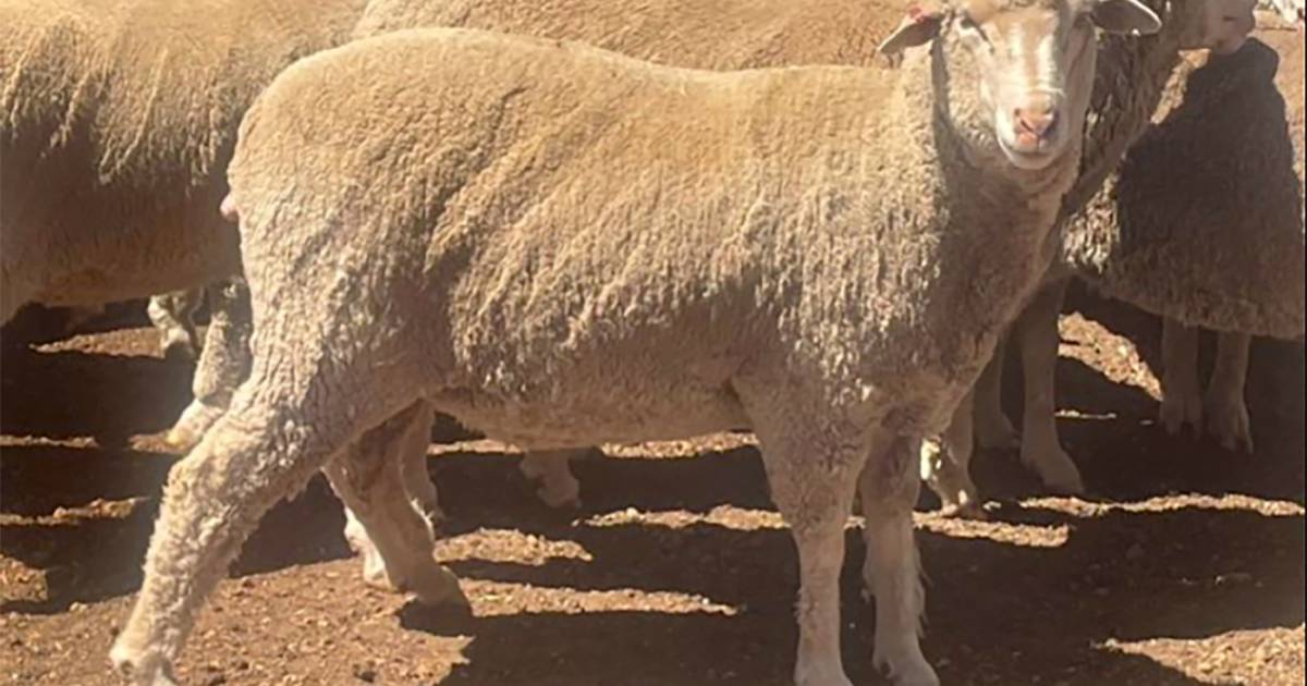 AWN goes down the path of national online sheep selling