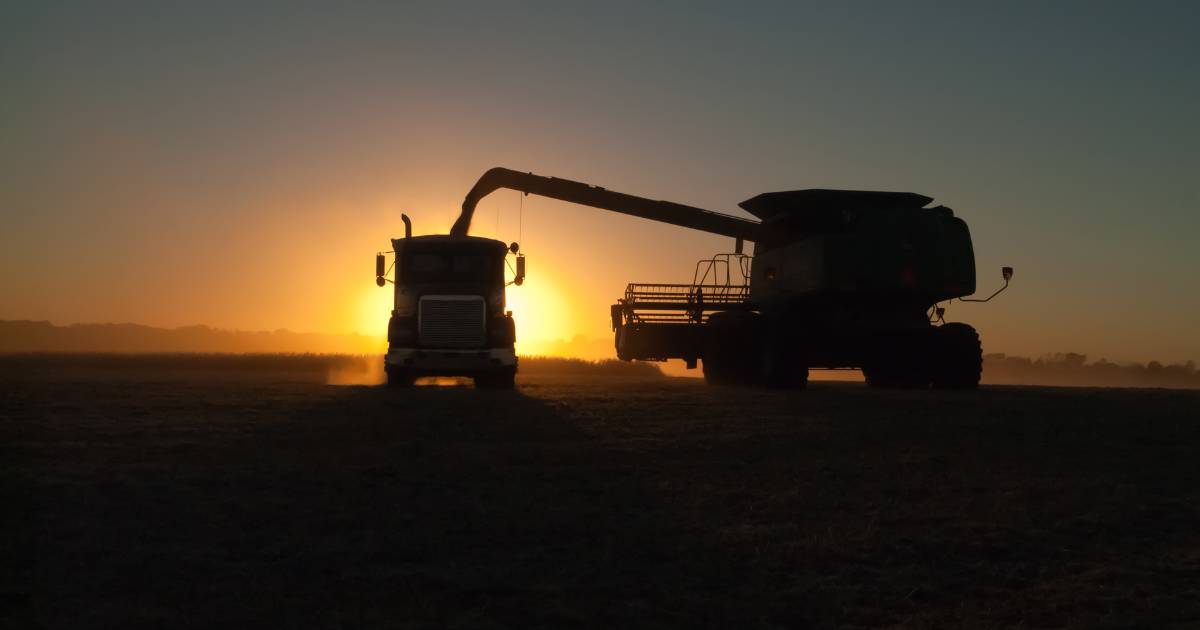 Strong wheat prices pique growers' interest