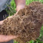 Improving pasture legume content the highest priority