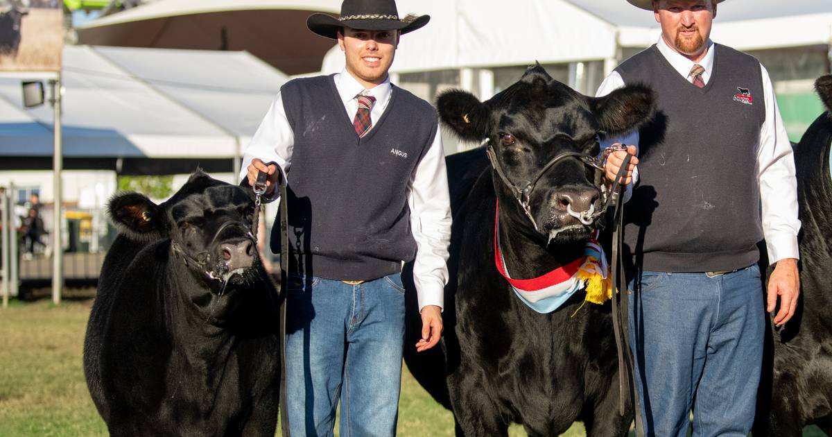 KO Angus cow sells for $50,000 in female sale