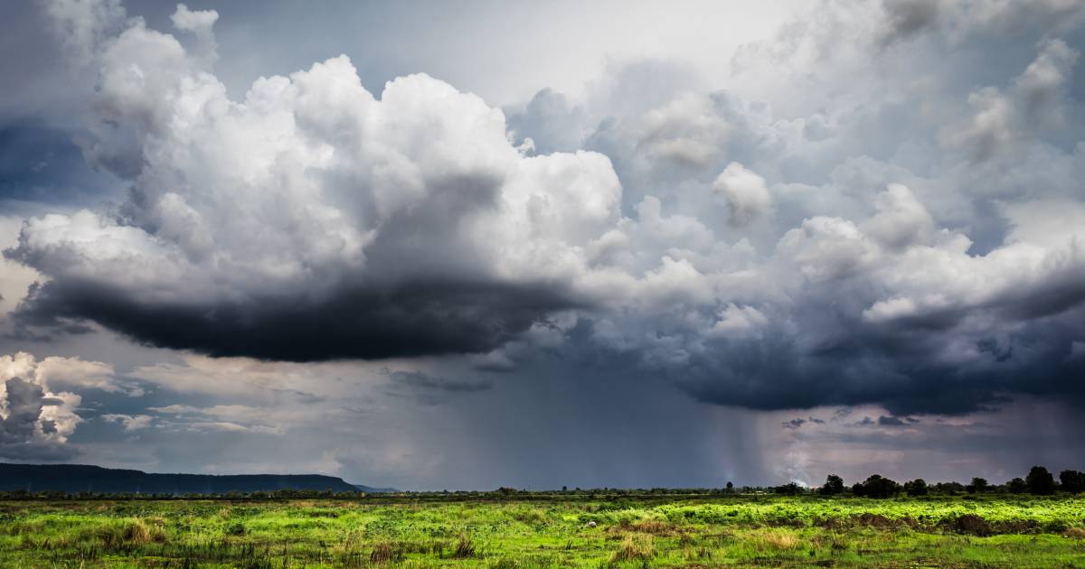 Rain brings 'instant impact' for cattle prices