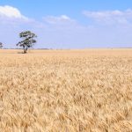 AgForce Producer of the Year inaugural award goes to Mike Pratt | Queensland Country Life