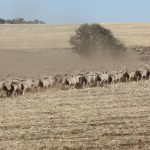 You've goat to be kidding me: Qld Rail's newest recruits