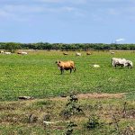 NCBA criticizes plan to allow Paraguayan beef imports