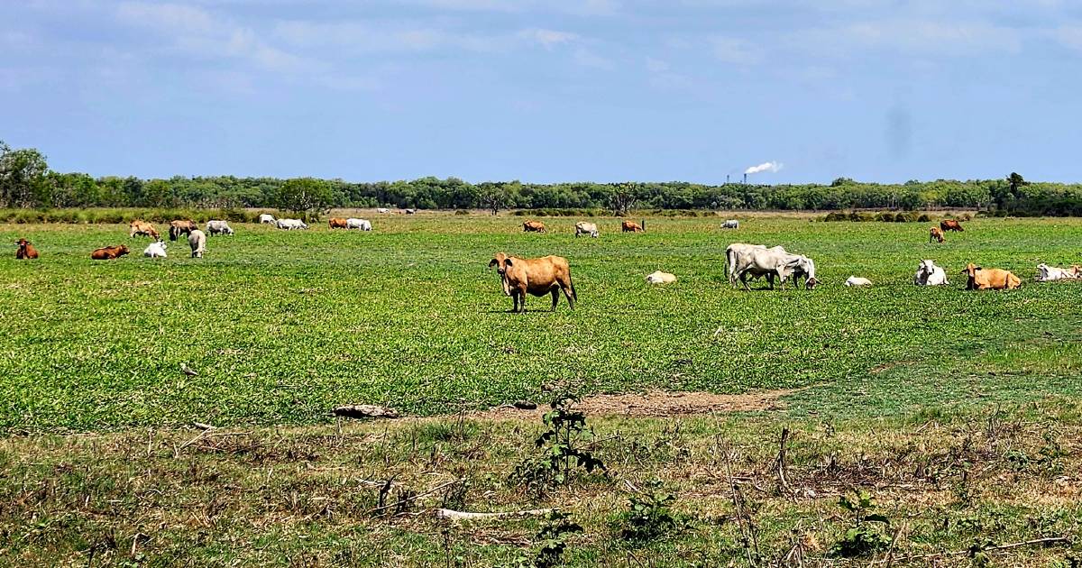 Brolgas in danger unless cattle can be introduced to national park | North Queensland Register