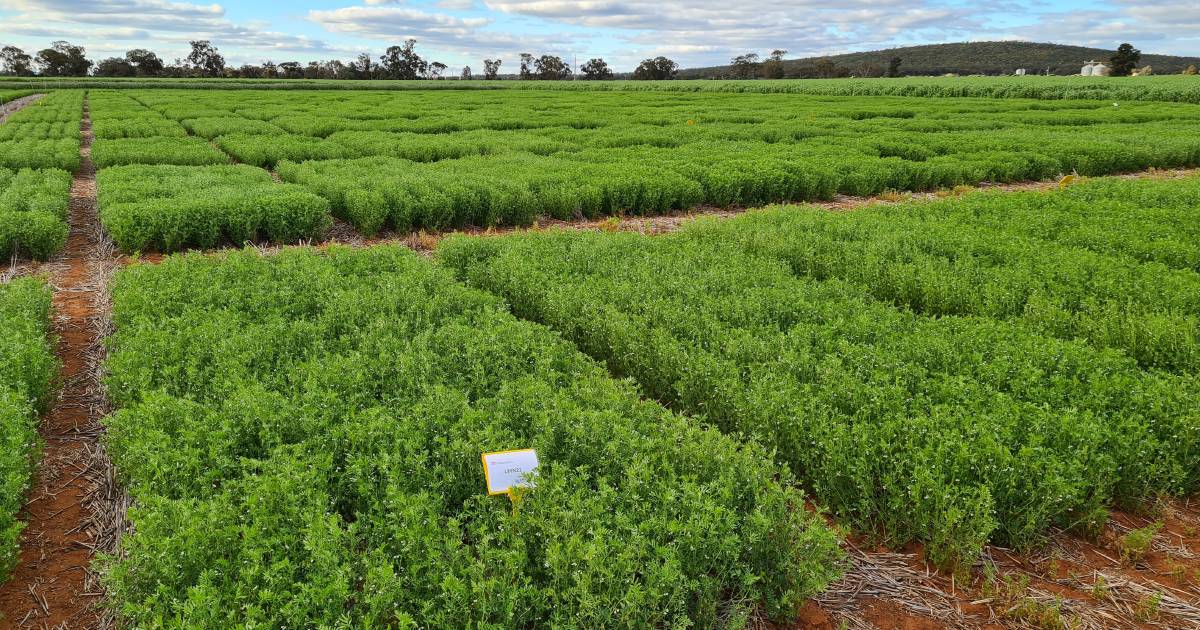 Critical factors underpin legumes' value