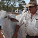 Rainfed cotton has potential in Queensland's north