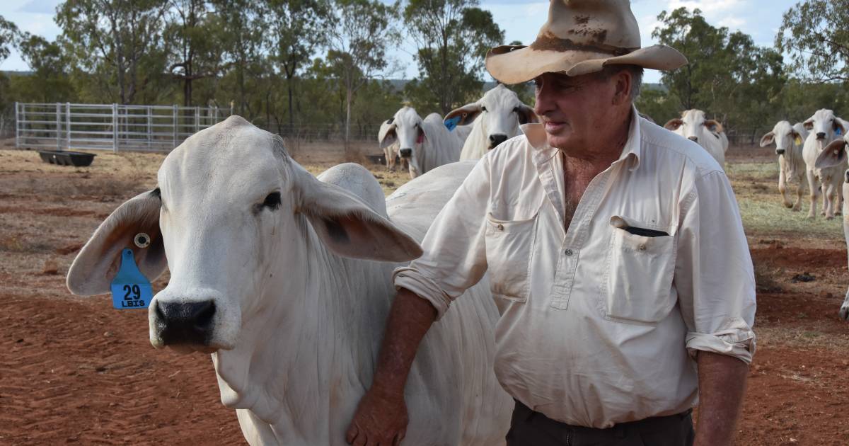 Chatfield rebuilds its herd after devastating floods