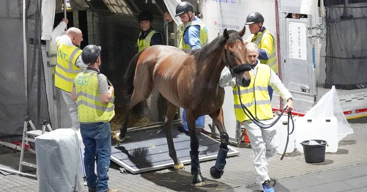 Hooves on the ground after quarantine for spring carnivals