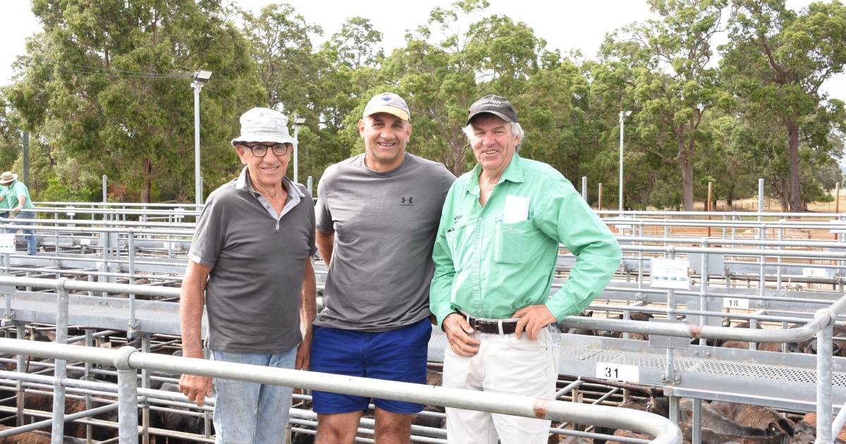 Steers sell up to $1015 at Boyanup sale | Farm Weekly