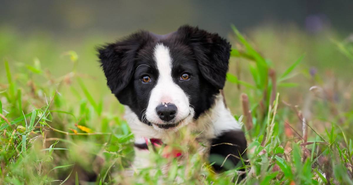 Queensland contestants revealed for new Muster Dogs season