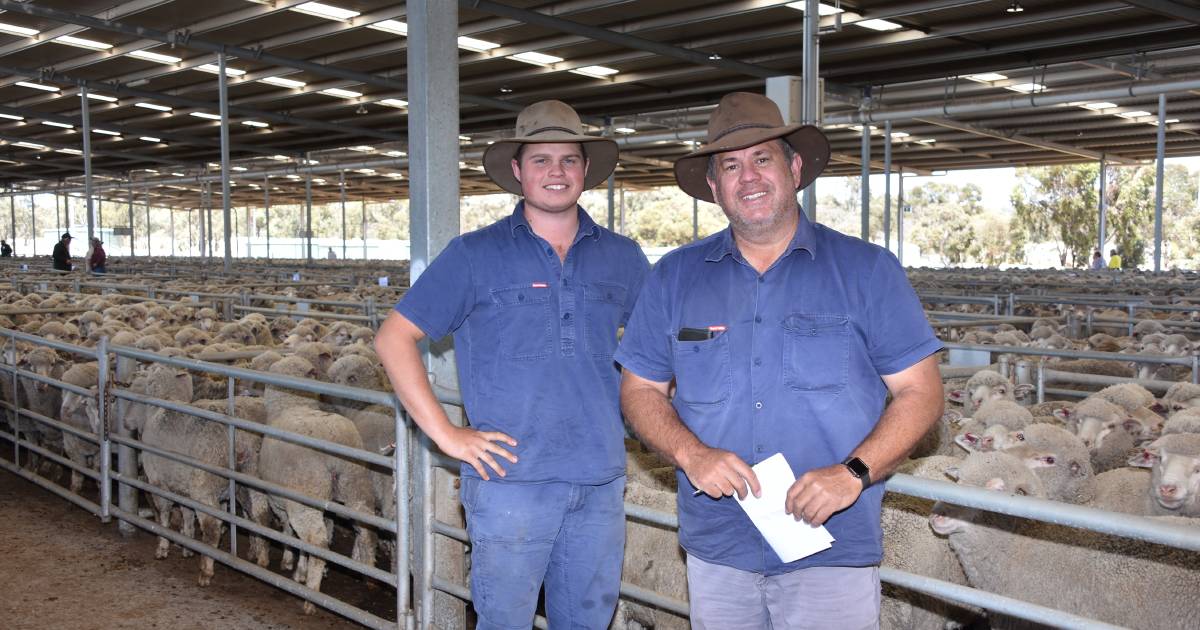 Summer/autumn shorn ewes sell up to $80 | Farm Weekly