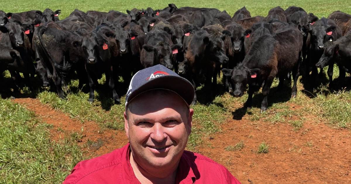 Cattle 'job' turns around