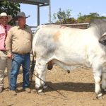 Improve cattle productivity by breeding and feeding