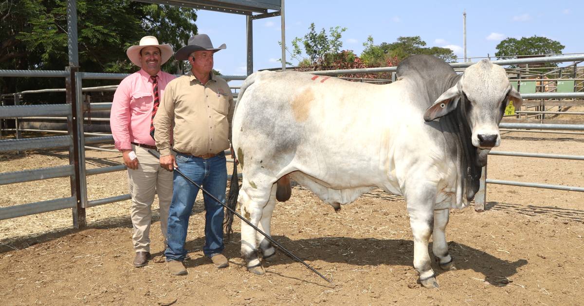 Gold City bull sale averages $5427 at Charters Towers | Queensland Country Life