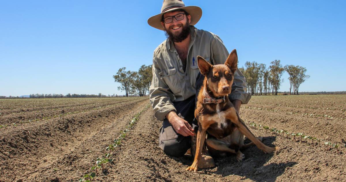 Riverina cotton's steady start