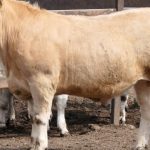 Limousin-cross cattle reign supreme in Woolworths feedlot trial