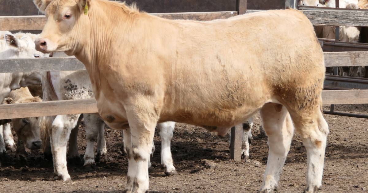 Moongool stud claim top honours at Charolais Feedlot and Carcase Classic