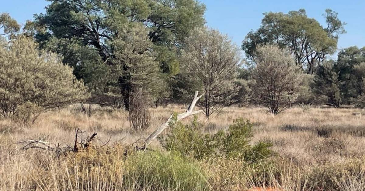 Exclusion fenced mulga block sold at auction for $93/acre