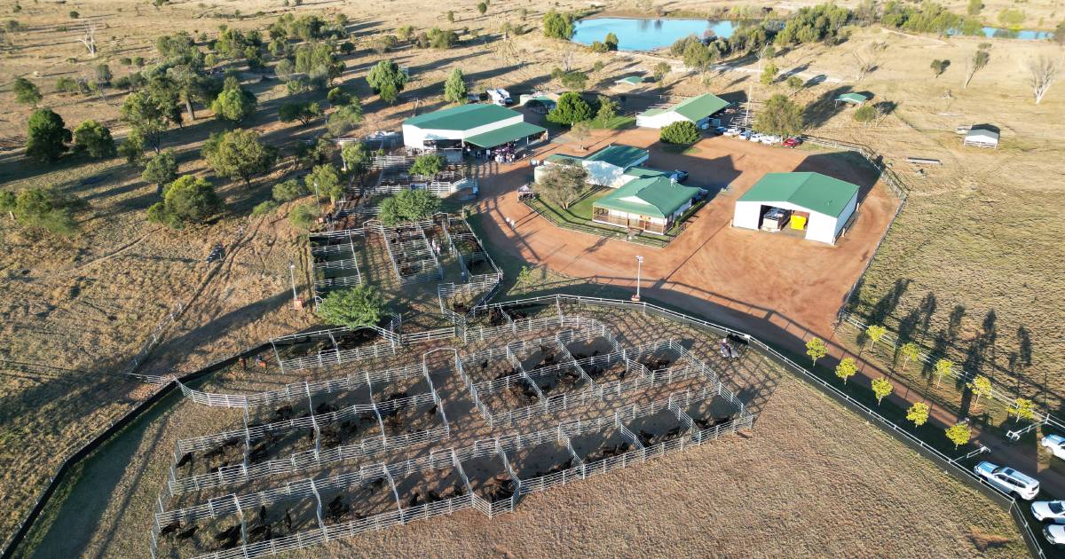 Wagyu stud sale complex doubles as event centre