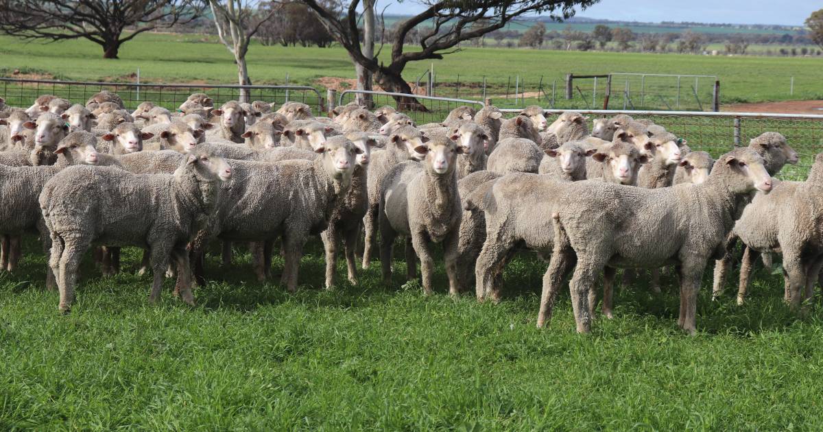 How breeding values help flock performance