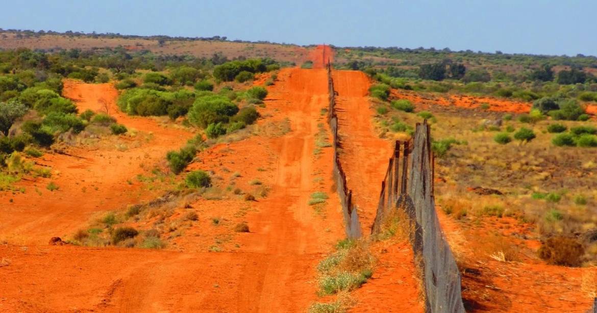 NSW finally fences out wild dogs