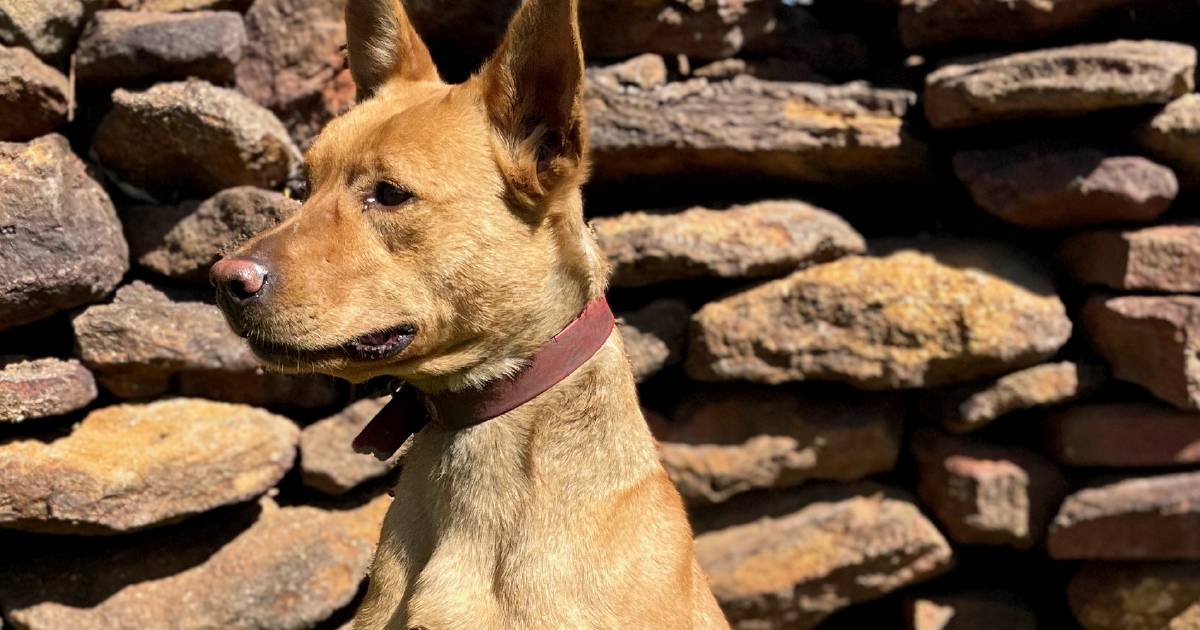 Shine claims top dog at Golden Collar working dog sale