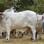 Stock up on A-grade maidens at Elders Springing Heifer Sale