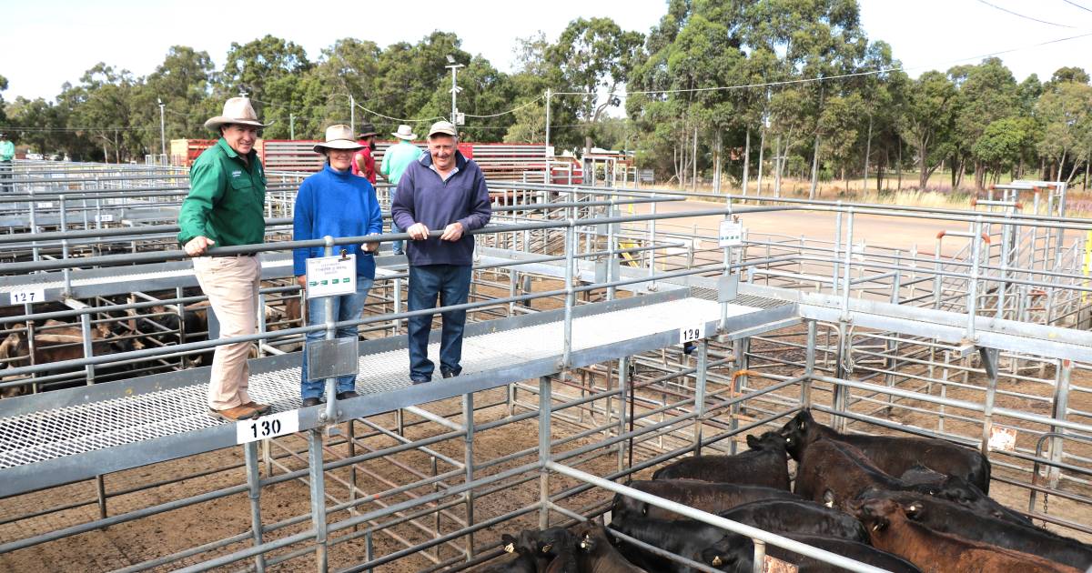 Yearling beef steers make $1008 at Boyanup | Farm Weekly