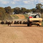 Curley Cattle Transport acquires Brennan Cattle Transport expanding into Mount Isa | The North West Star