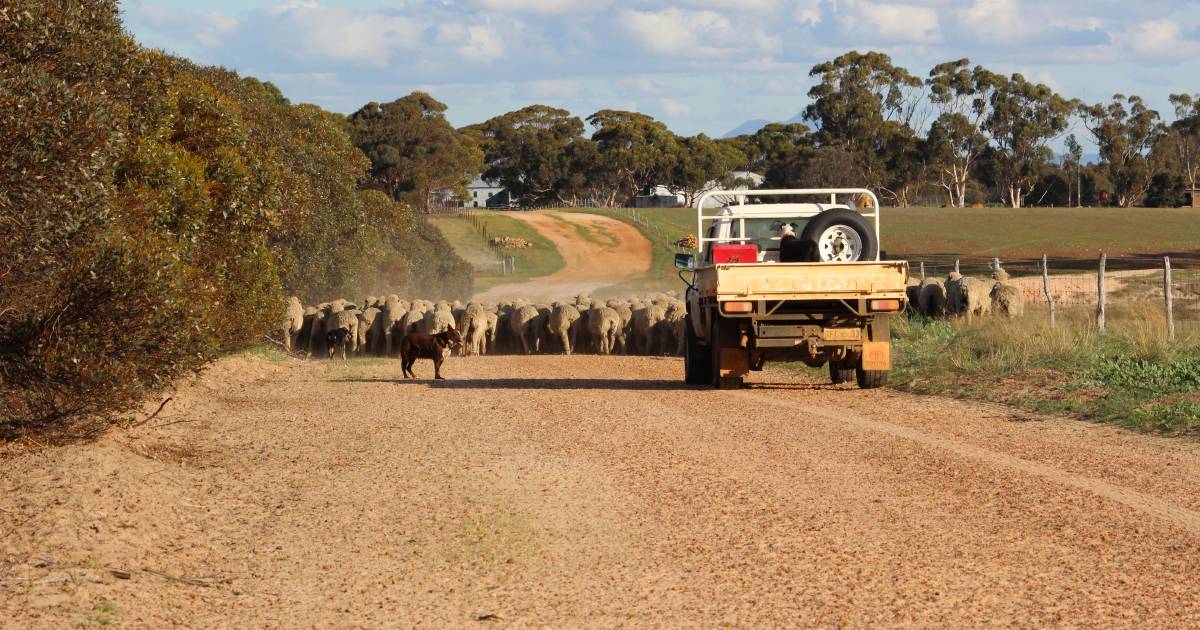 WA sheep producers say Australian Government is out of touch | Farm Weekly