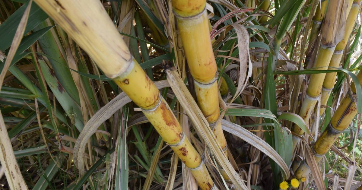 Sugar cane crush winds down