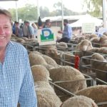 Dalby sale 29 Nov 2023: Yarding lifts in response to rain, prices