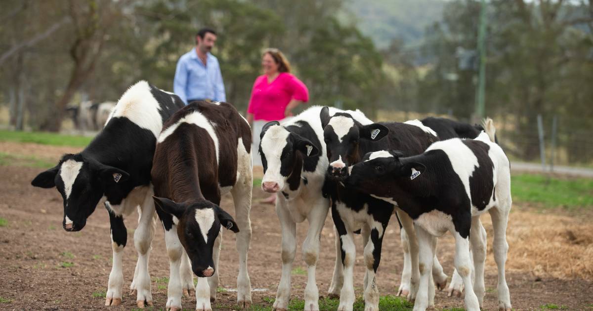 Herd opportunity: new dairy centre provides missing link