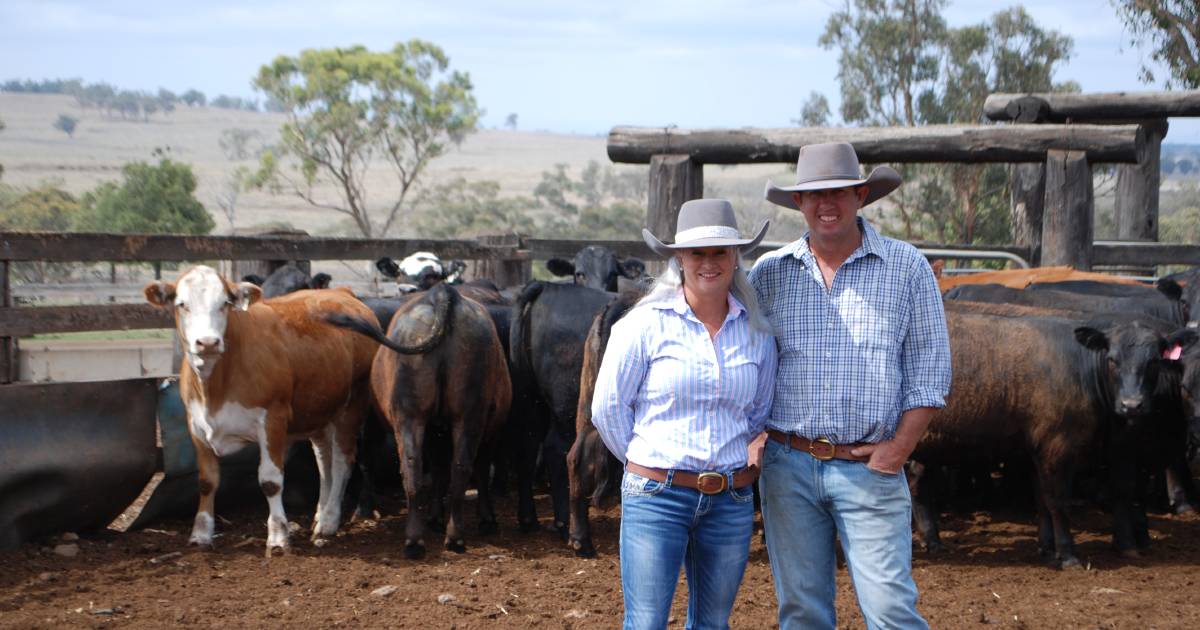 Feedlot trial success for Limousin-cross operation