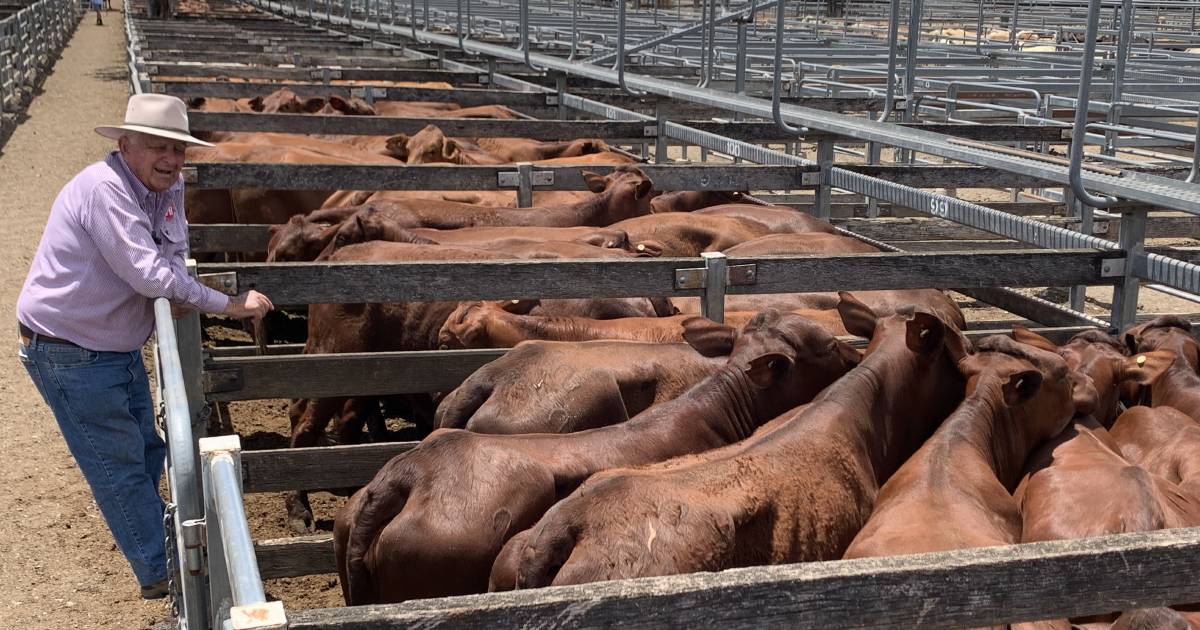 Rainfall pushes prices up at Toogoolawah