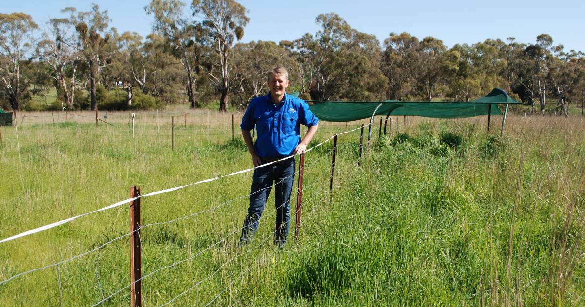 Long-term grazing trial finds high stocking rates with fast rotation optimal