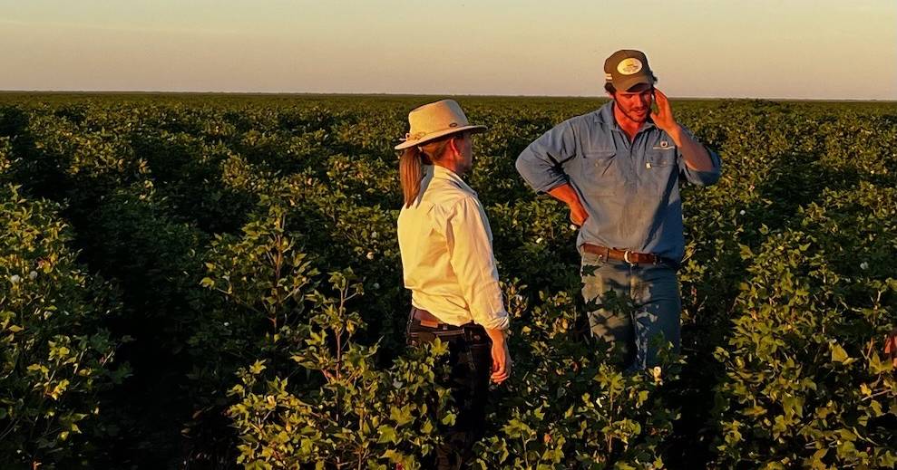 Cotton growers hope for rain