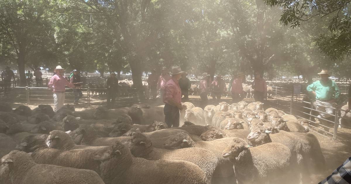 Discount for non-mulesed sheep at Deniliquin| Photos