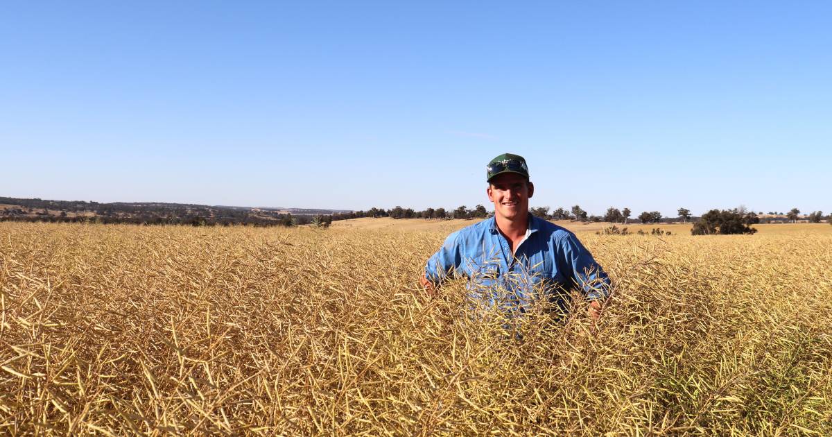 Canola shows reliability