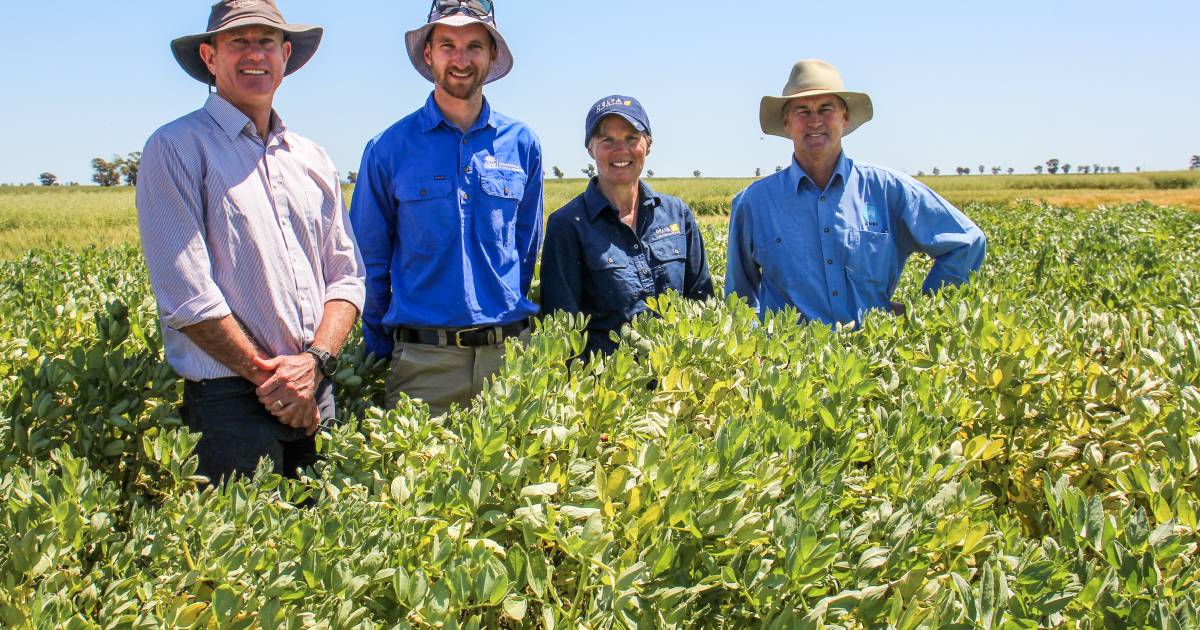 Adding legumes into the crop rotation proves profitable